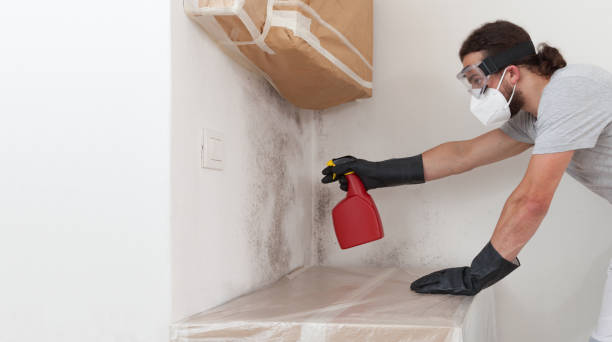 Professional Mold Removal technician working in Springfield, MA