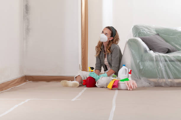 Reliable Mold Removal contractor in Springfield, MA by Car Mold Remediation