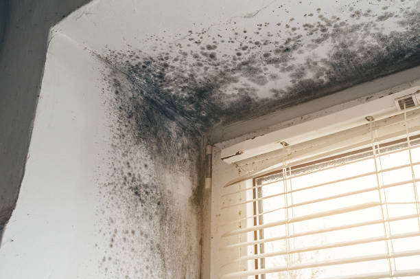 Affordable Mold Removal solutions in Springfield, MA